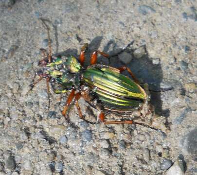 Imagem de Carabus (Tachypus) auratus Linnaeus 1760