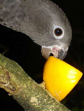 Image of Black Parrot