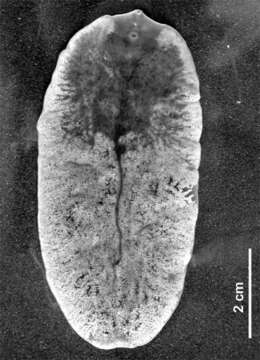 Sivun Fascioloides magna kuva