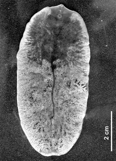Image of Fascioloides magna