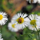 Image of Nemophora fasciella Fabricius 1775