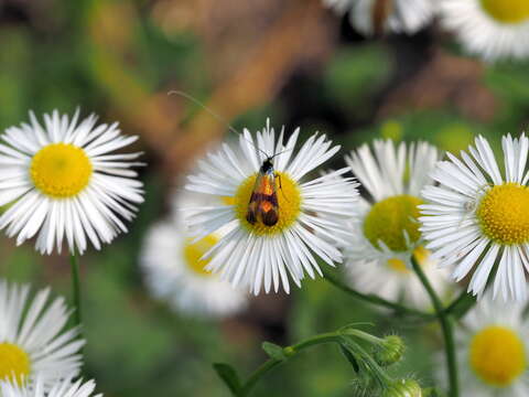 Imagem de Nemophora fasciella Fabricius 1775