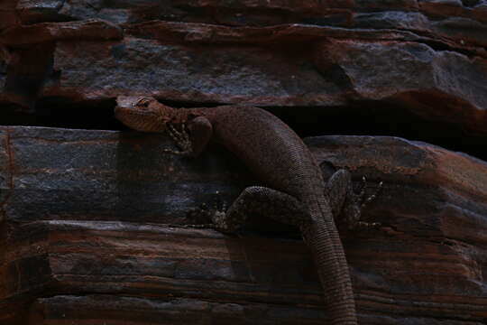 Image of Varanus hamersleyensis Maryan, Oliver & Fitch