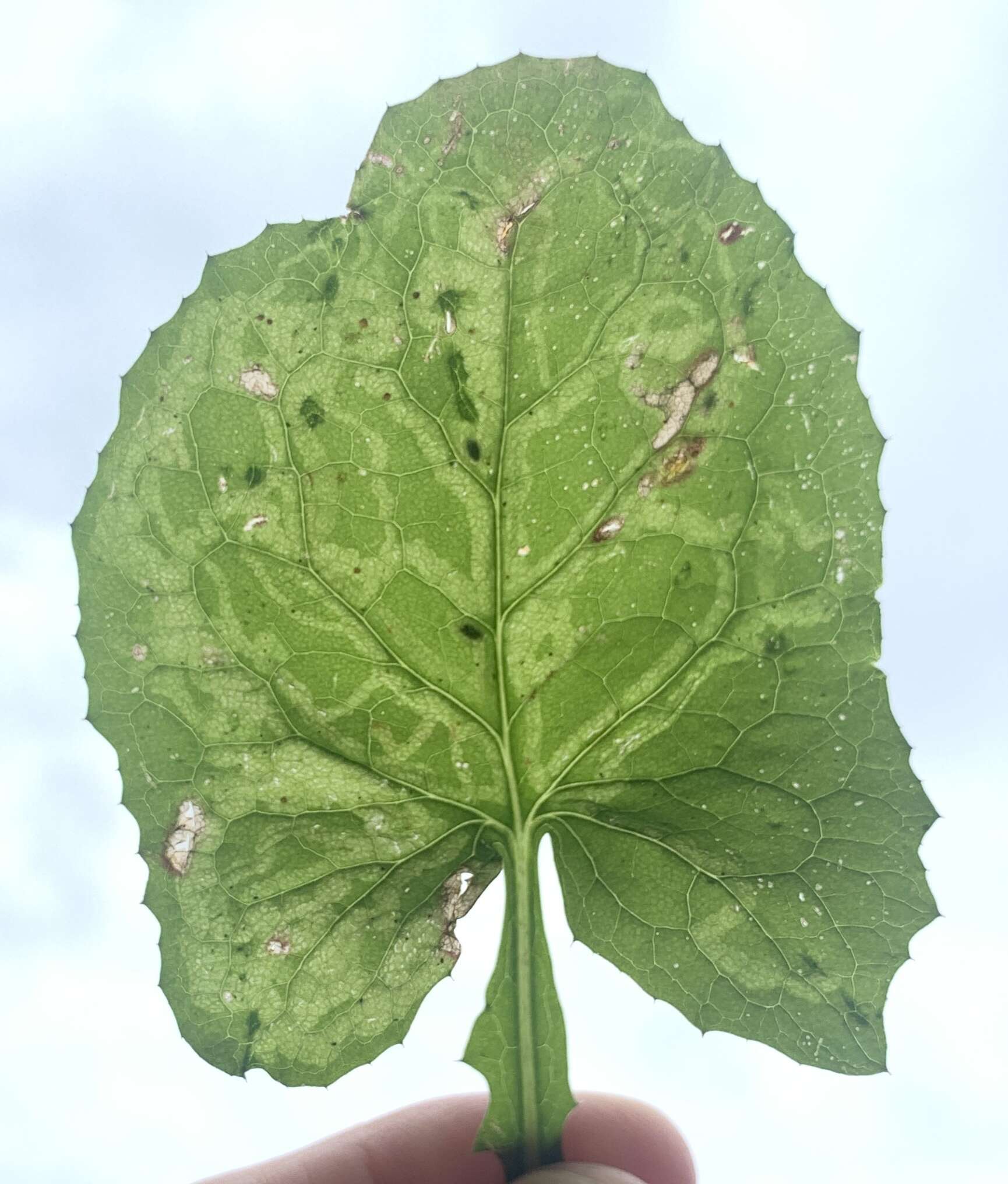 Image of Phytomyza lactuca Frost 1924