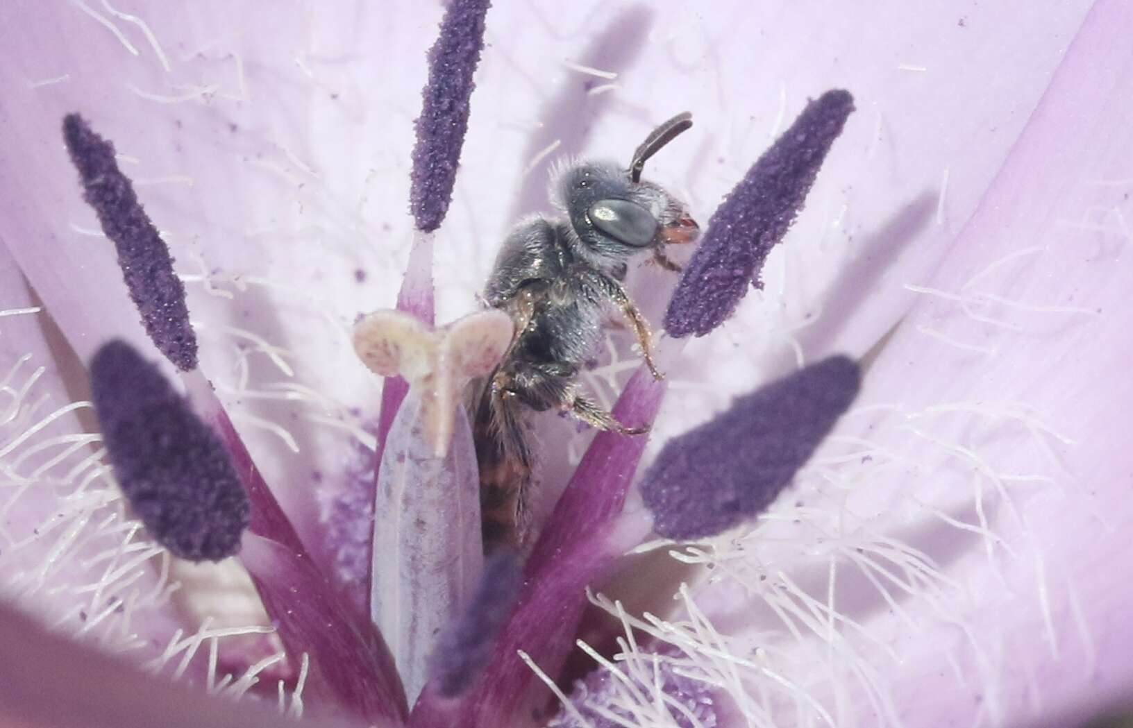 Imagem de Perdita californica (Cresson 1878)