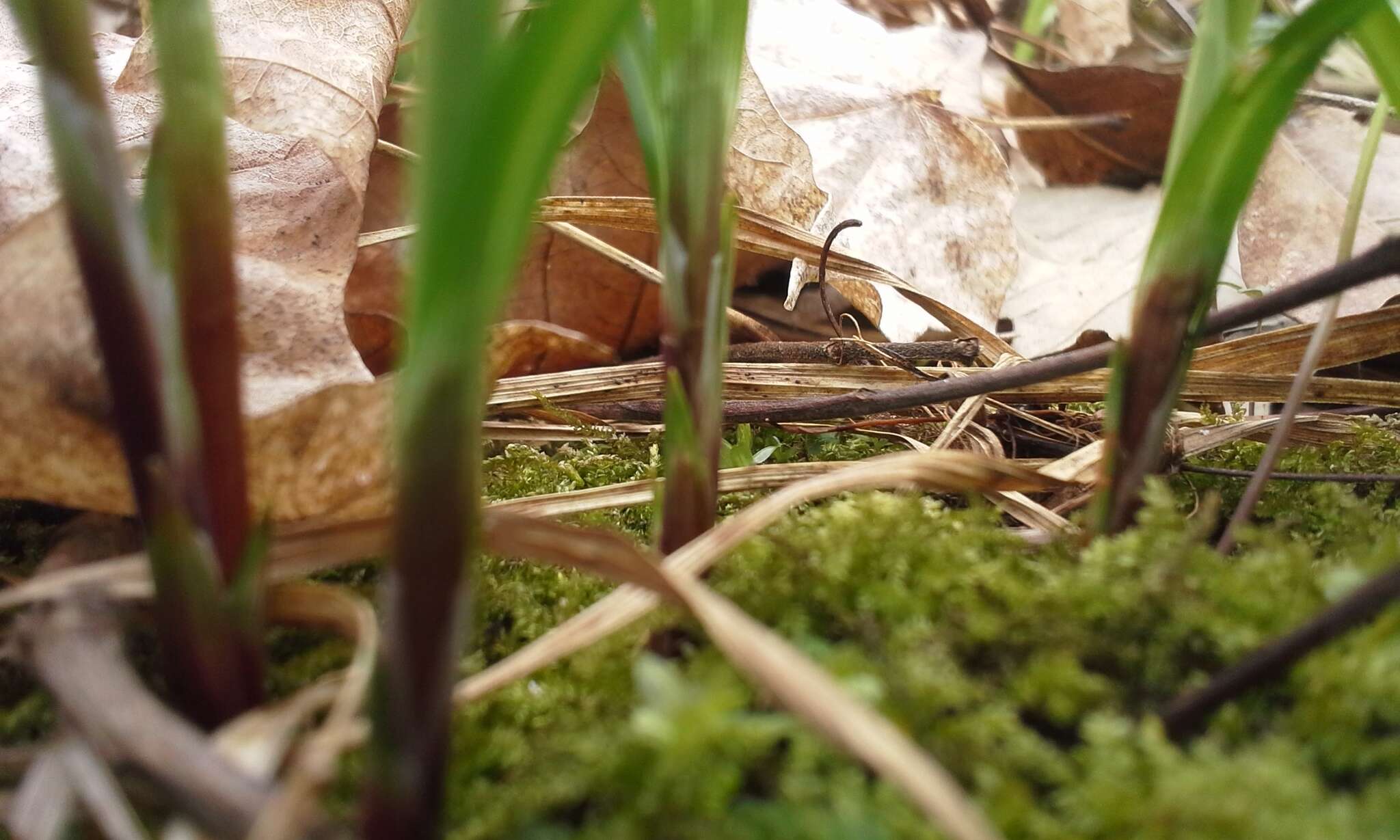 Image of Longstalk sedge