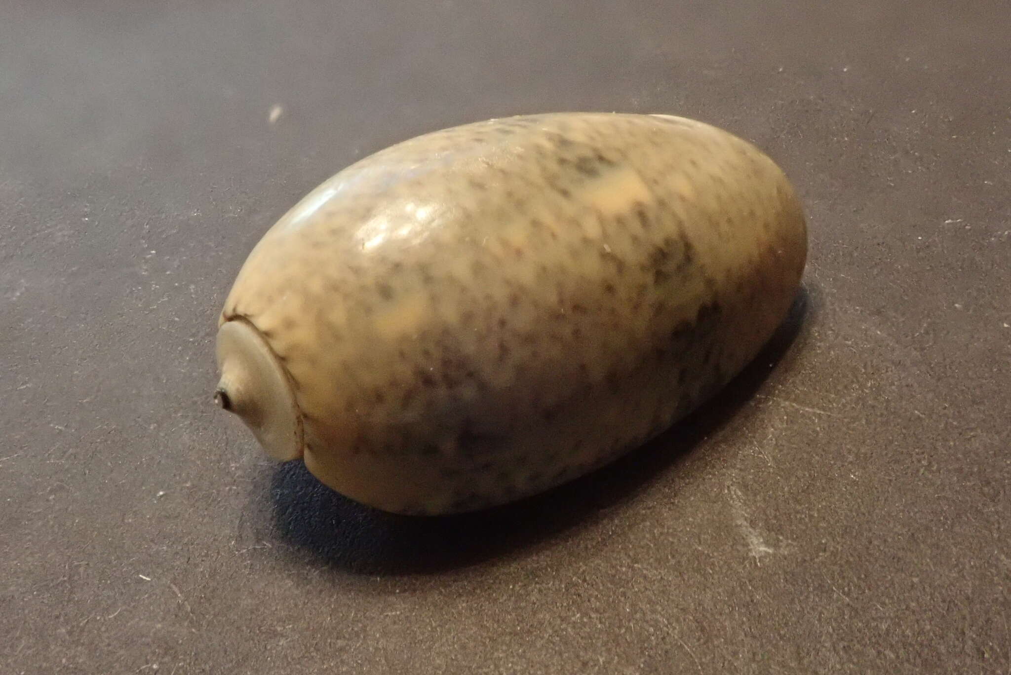 Image of Olive rounded olive