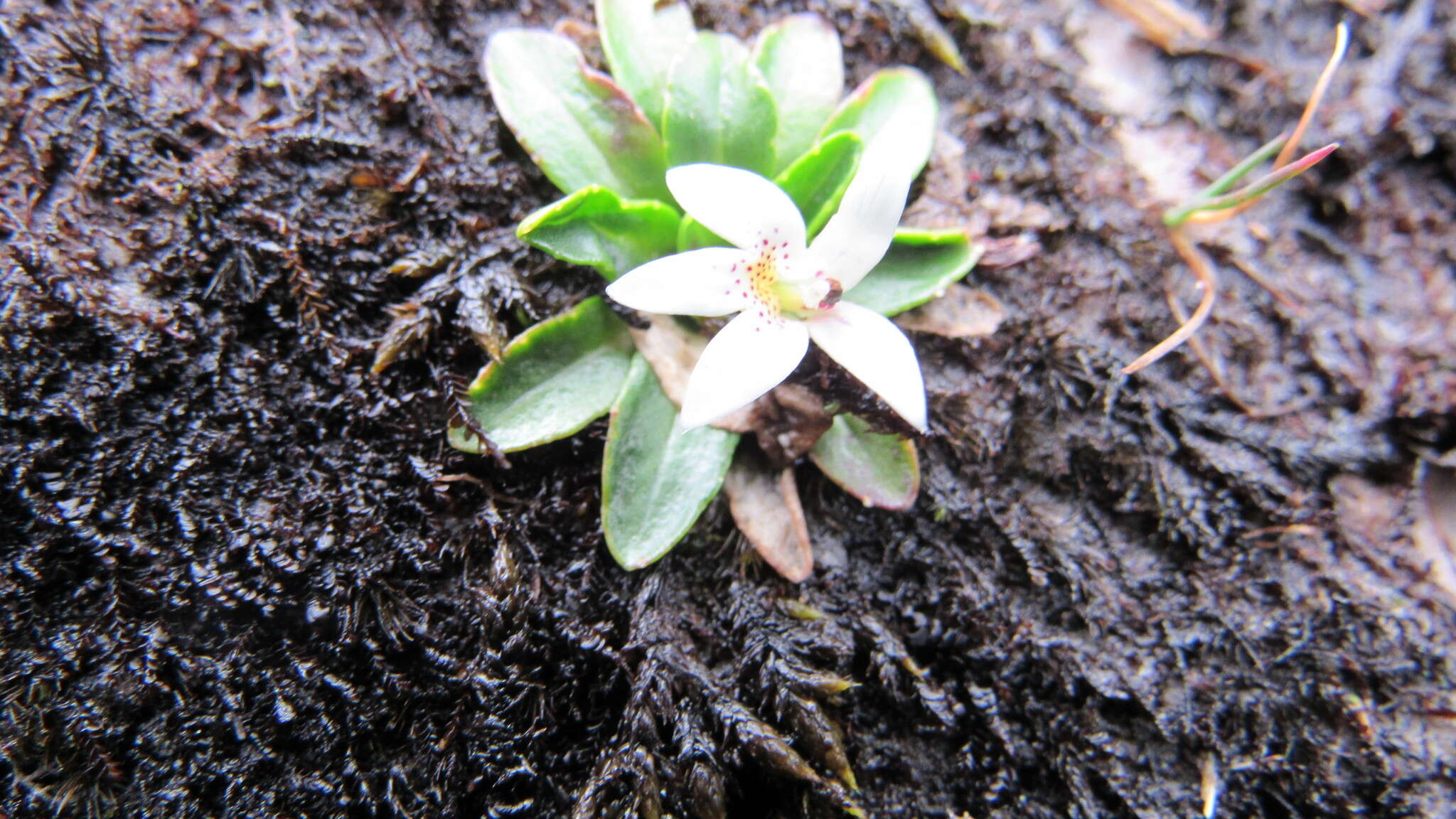 Image of Lysipomia laciniata A. DC.