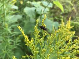 Image of Gold-and-brown Rove Beetle