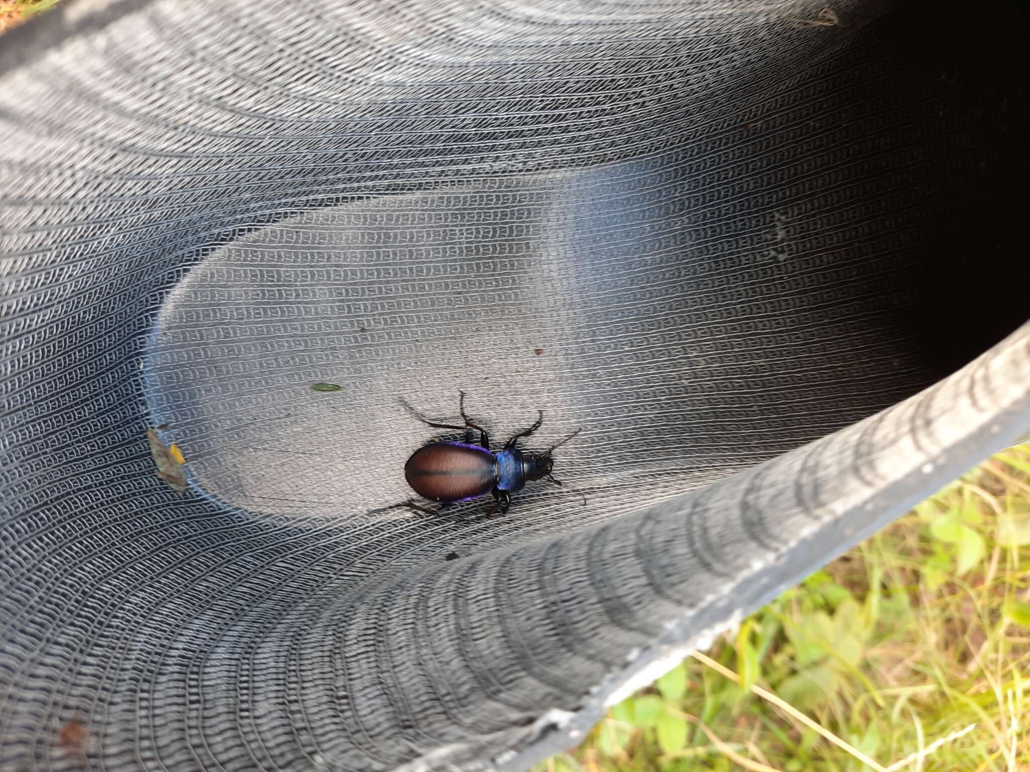 Imagem de Carabus (Megodontus) schoenherri Fischer von Waldheim 1820