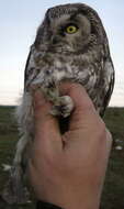 Image of Boreal Owl