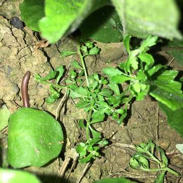 Image of Spreading-Sneezeweed