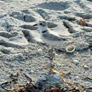 Image of Snowy Plover