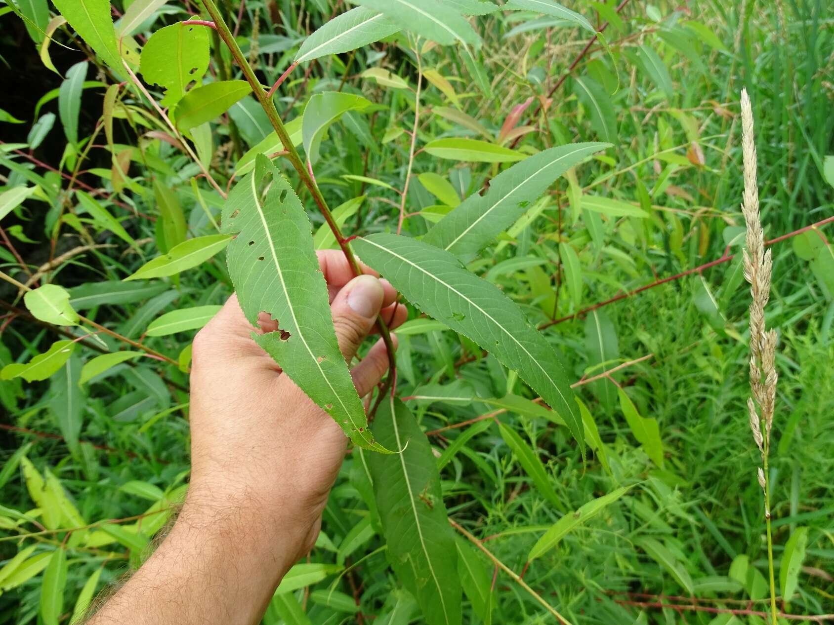 Salix amygdaloides Anderss. resmi