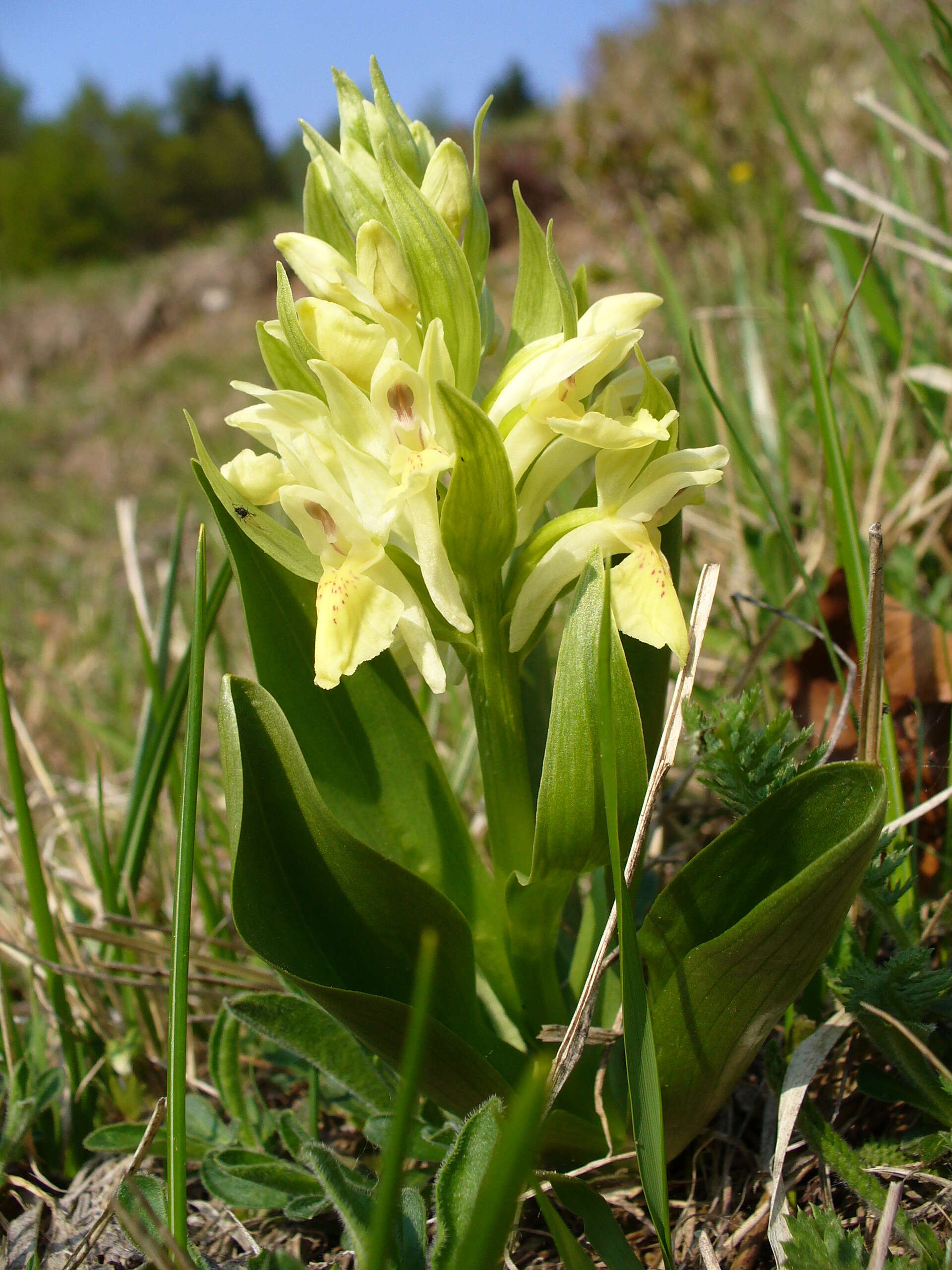 Image of Elder-flowered orchid