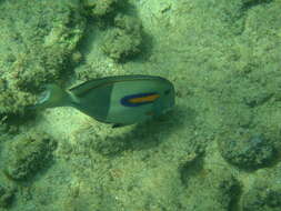 Imagem de Acanthurus olivaceus Bloch & Schneider 1801