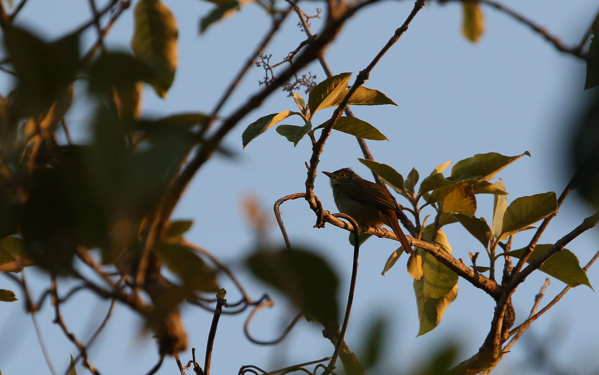 Image of Grey-eyed Bulbul