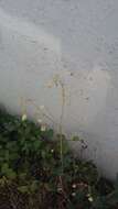 Image of Silene vulgaris subsp. bosniaca (G. Beck) Janchen ex Greuter, Burdet & Long