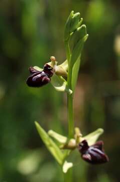 Image of Ophrys sphegodes subsp. atrata (Rchb. fil.) A. Bolòs