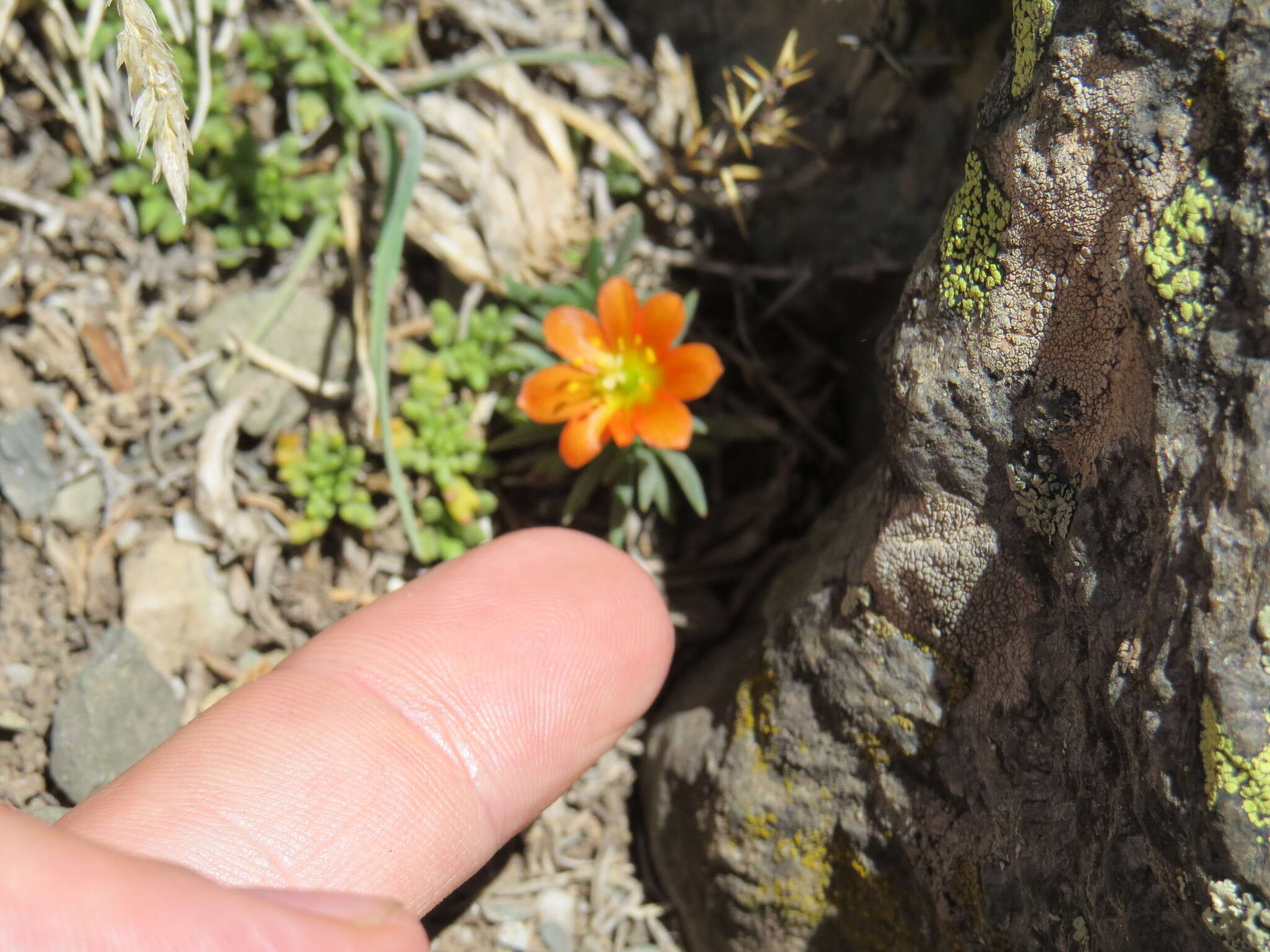 Слика од Calandrinia caespitosa Gill. ex Arn.