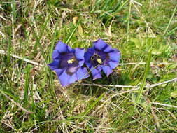 Image of Stemless Gentian