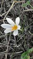 Image of Crocus aleppicus Baker