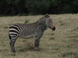 Image of Cape mountain zebra