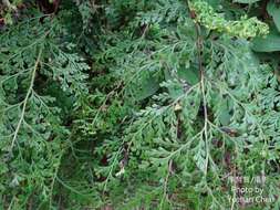 Image de Odontosoria biflora (Kaulf.) C. Chr.