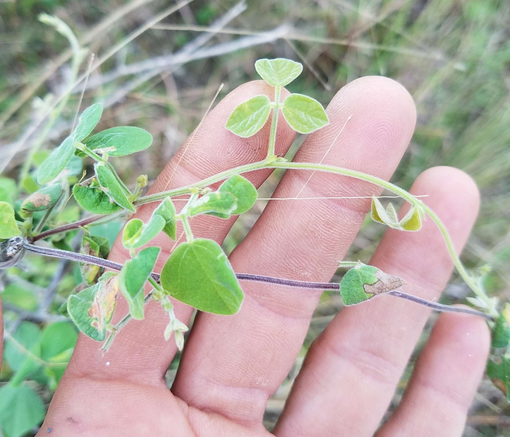 Слика од Rhynchosia minima (L.) DC.