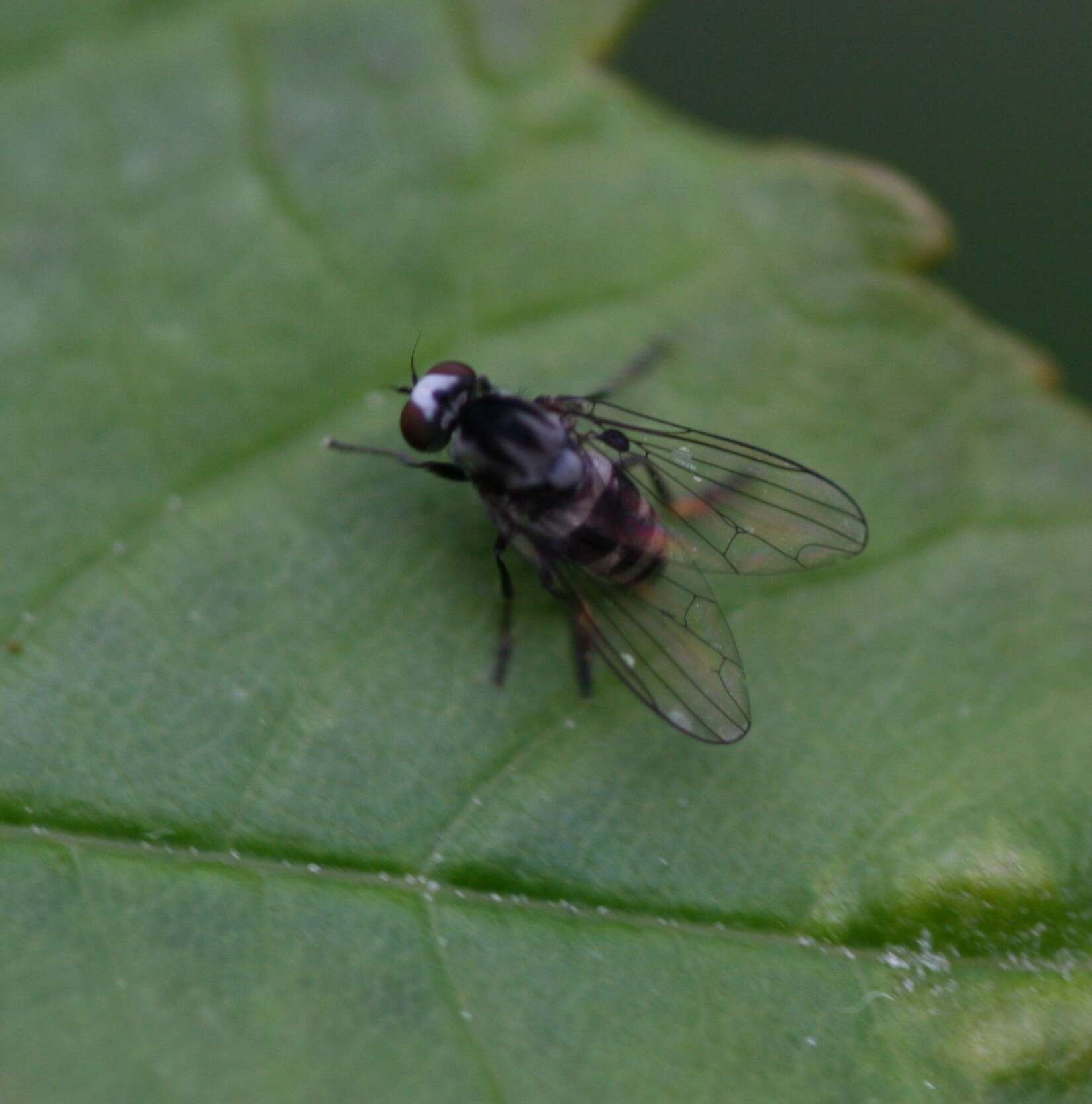 Image of Polyporivora ornata (Meigen 1838)