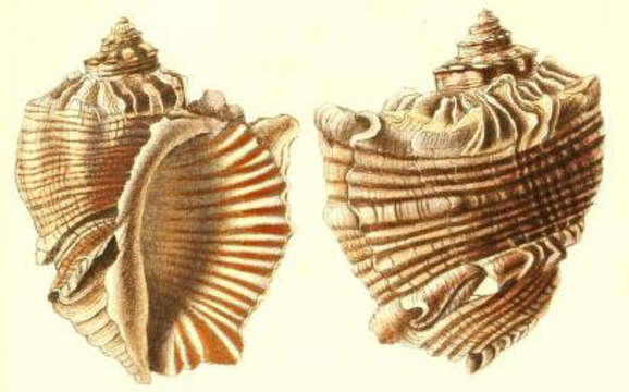 Image of bezoar rapa whelk