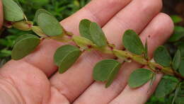 Image of Two-Leaf Sensitive-Pea