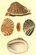 Image of Concholepas Lamarck 1801