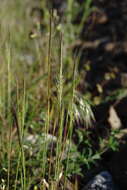 صورة Festuca subuliflora Scribn.