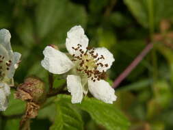 Image of Dewberry