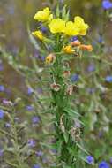 Imagem de Oenothera villosa Thunb.