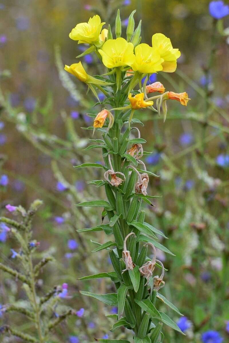 Imagem de Oenothera villosa Thunb.