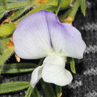 Image of Psoralea odoratissima Jacq.