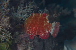 Image of Snooty wrasse