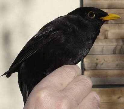 Image of Blackbird