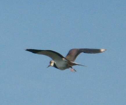 Image of Lapwing