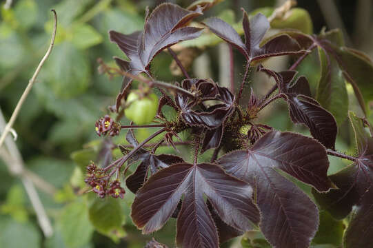 Image of bellyache bush