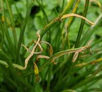 Image of Puccinia liliacearum Duby 1830