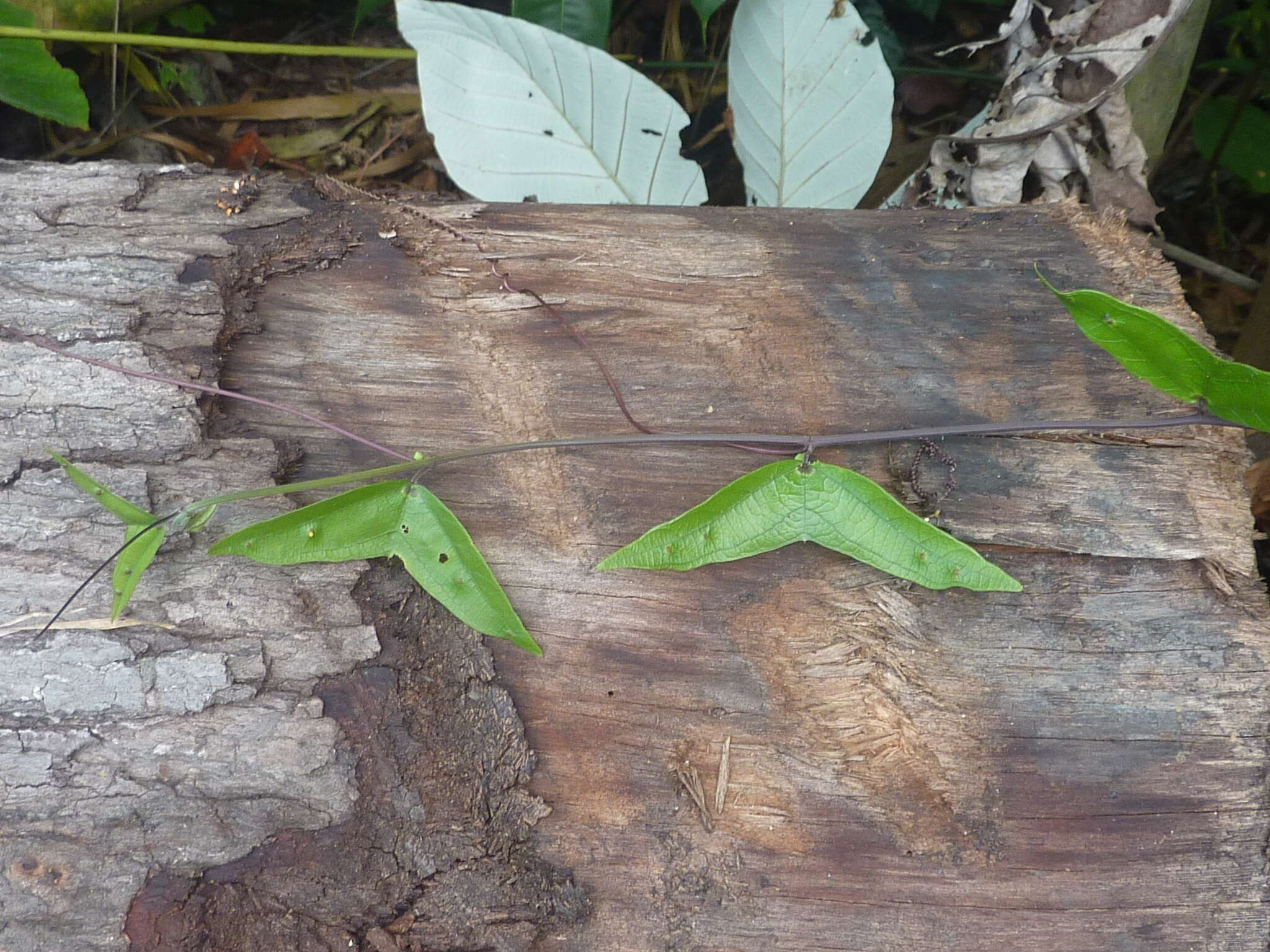 Passiflora vespertilio L.的圖片