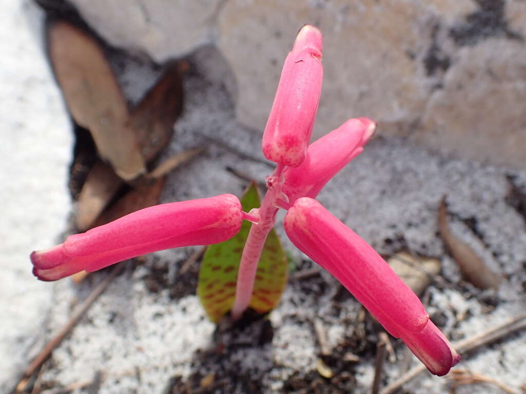 Image of Lachenalia punctata Jacq.