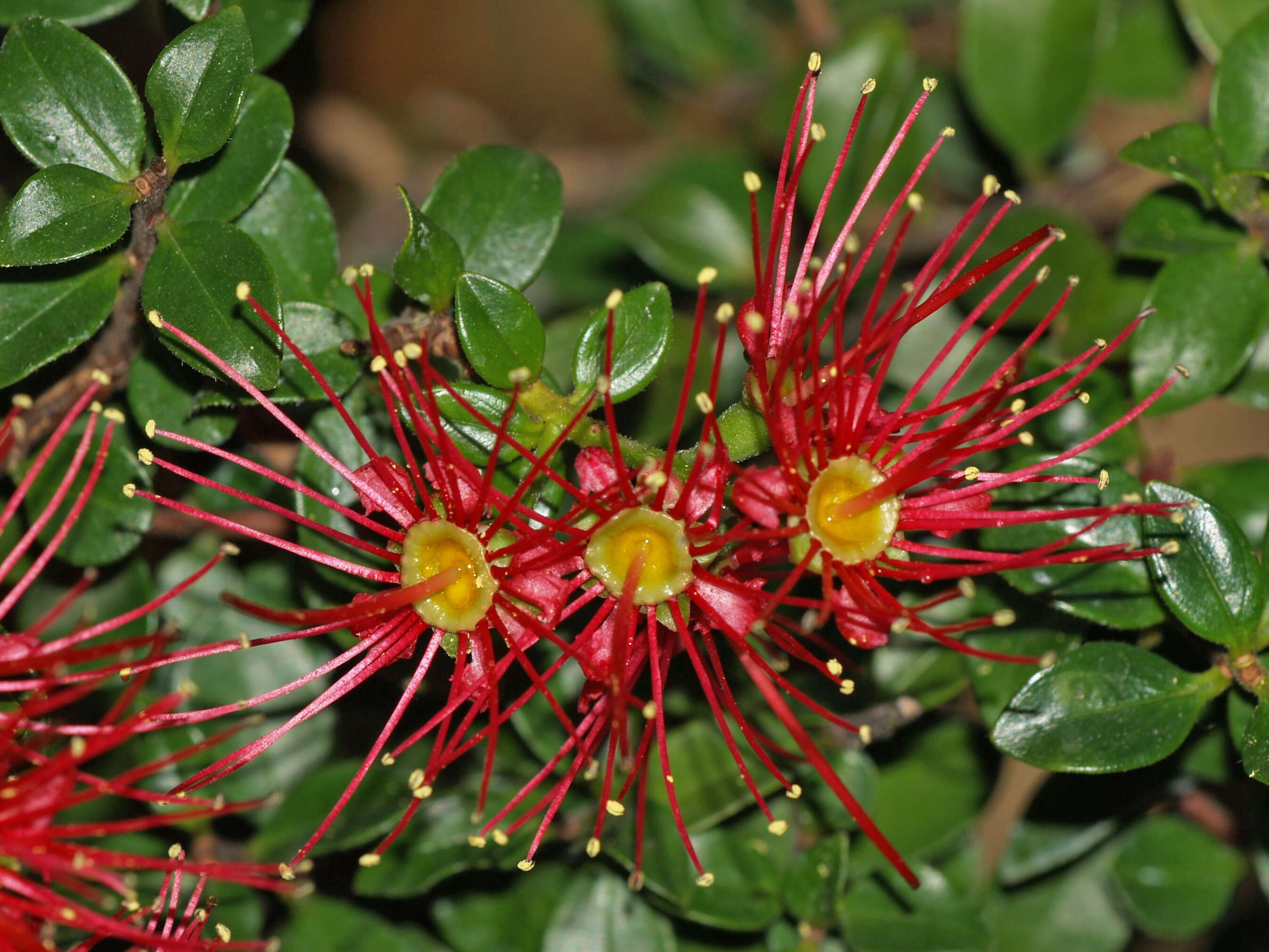 Image de Metrosideros carminea W. R. B. Oliv.