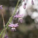 Image of Arthropodium milleflorum (Redouté) J. F. Macbr.