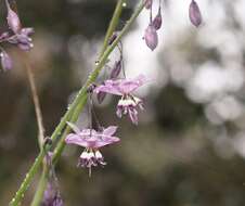 Image of Arthropodium milleflorum (Redouté) J. F. Macbr.