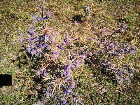 Eryngium amethystinum L. resmi