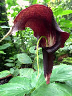 Image of Arisaema filiforme (Reinw.) Blume